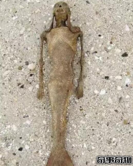 山東魚人真實圖片曝光 面目猙獰吃人不吐骨頭 詭異至極