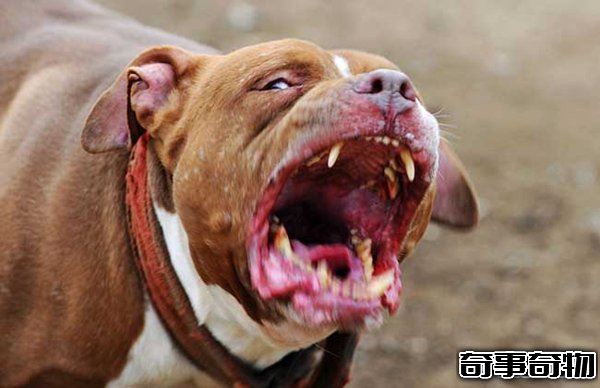 十大禁犬排行榜 魔鬼般的存在 極易咬死人