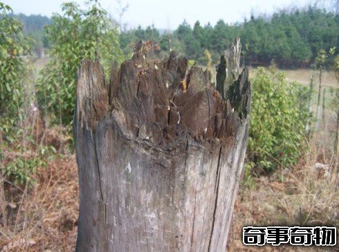 地球上到底有沒有外星人