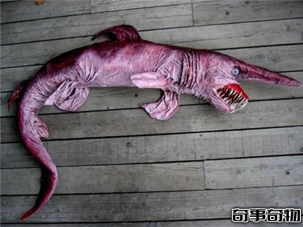 世界上最恐怖的十種動物 死亡之蟲噴出毒液讓人瞬間死亡
