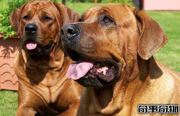 十大禁犬排行榜 魔鬼般的存在 極易咬死人