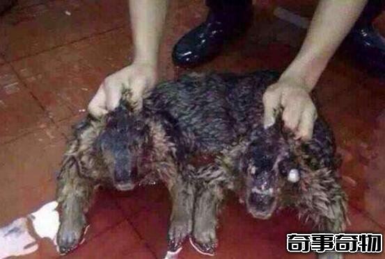 廣東水庫抓到一只女鬼 其實只是一只脫發的馬來熊