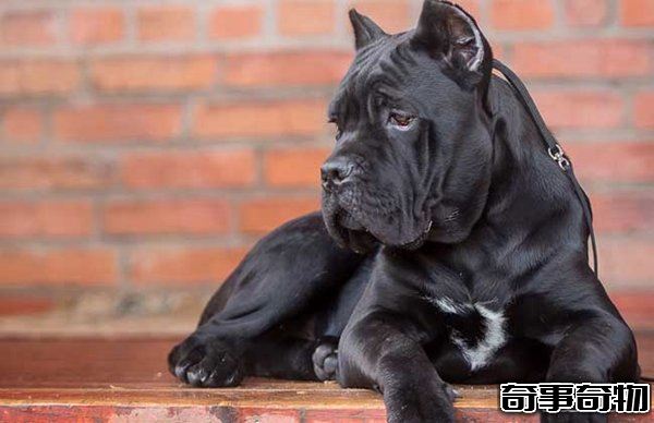 十大禁犬排行榜 魔鬼般的存在 極易咬死人