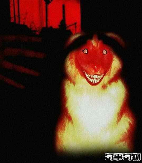 微笑的狗恐怖原圖嚇死人 千萬不要作死去搜smile.jpg
