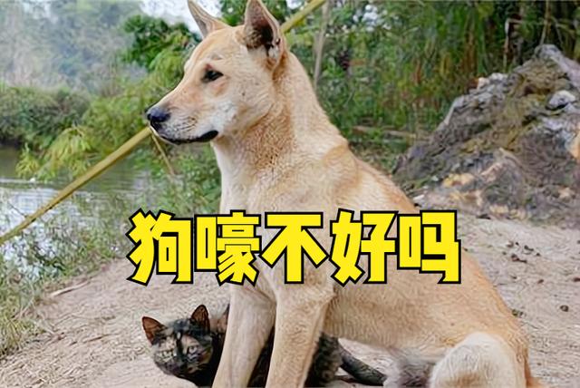 鬼哭不害怕狗嚎嚇死人