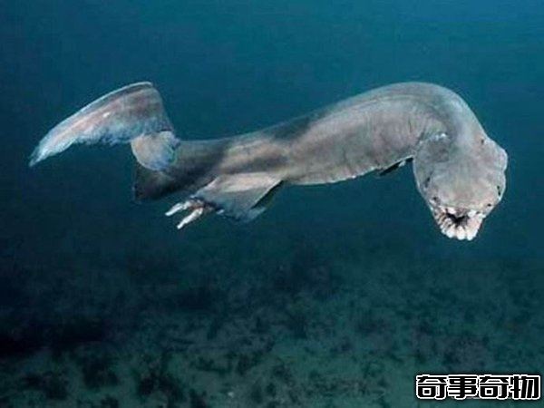 世界上最恐怖的十種動物 死亡之蟲噴出毒液讓人瞬間死亡