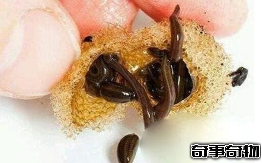 揭秘詭異的湘西三邪 湘西趕尸 湘西蠱毒 落花洞女