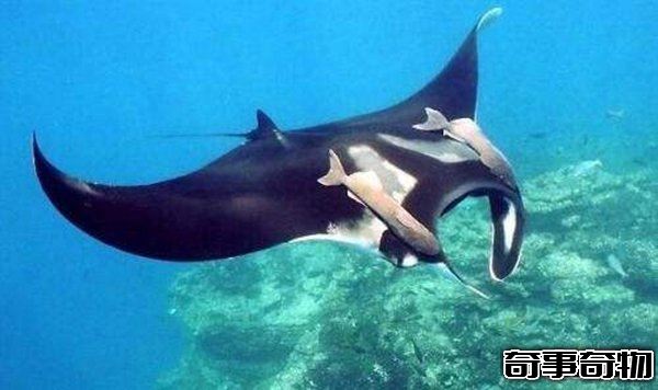 世界上最恐怖的十種動物 死亡之蟲噴出毒液讓人瞬間死亡