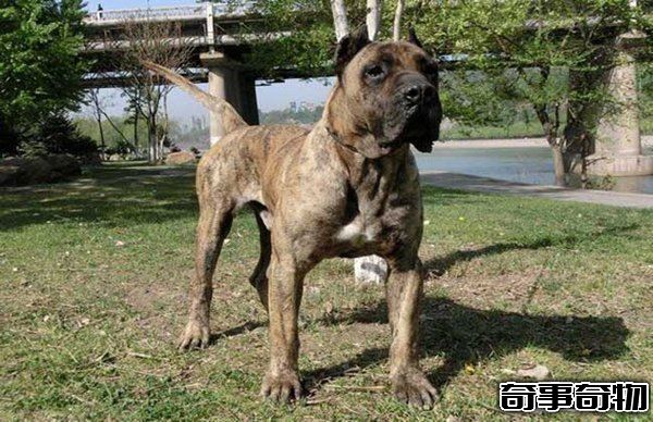 十大禁犬排行榜 魔鬼般的存在 極易咬死人