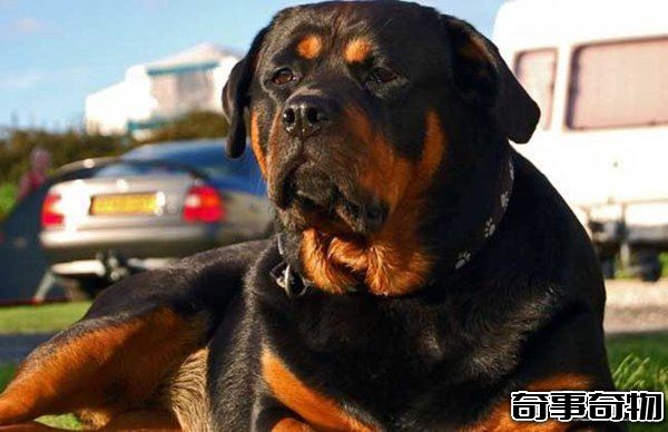 十大禁犬排行榜 魔鬼般的存在 極易咬死人