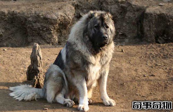 十大禁犬排行榜 魔鬼般的存在 極易咬死人
