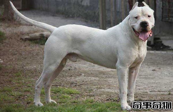 十大禁犬排行榜 魔鬼般的存在 極易咬死人