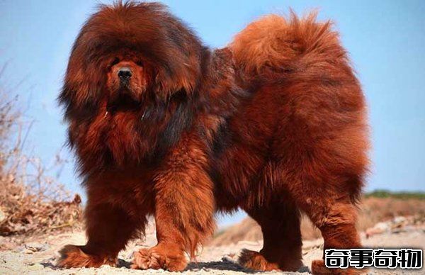 十大禁犬排行榜 魔鬼般的存在 極易咬死人