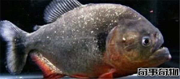 世界上最恐怖的十種動物 死亡之蟲噴出毒液讓人瞬間死亡