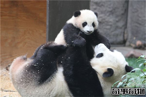 熊貓的祖先竟是強悍的肉食動物 后因生存競爭只能吃素