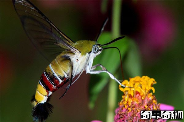 蜂鳥鷹蛾是益蟲是害蟲 蜂鳥鷹蛾為什么是害蟲