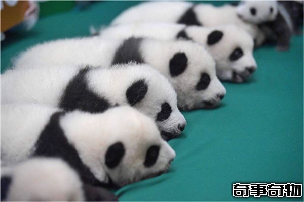 熊貓的祖先竟是強悍的肉食動物 后因生存競爭只能吃素