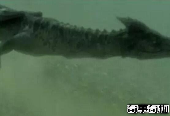 青海湖海底驚現12米巨型真龍 真龍圖片曝光震驚眾人