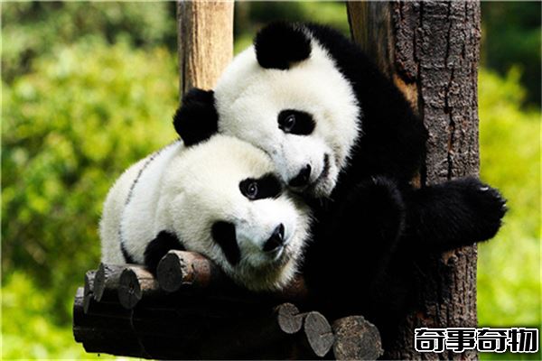 熊貓的祖先竟是強悍的肉食動物 后因生存競爭只能吃素