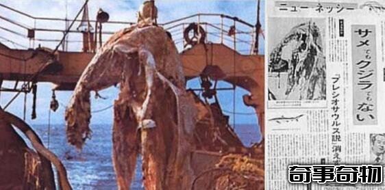 日本1977年海怪尸體事件 海怪真實圖片曝光真恐怖