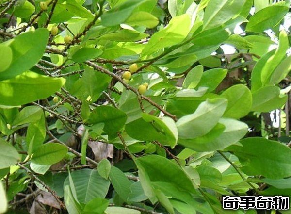 哪些植物一碰人就會死 生活中致人死亡的十大植物