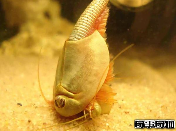 地球已知十大最古老的物種 第四堪稱活化石 第一氧氣貢獻者
