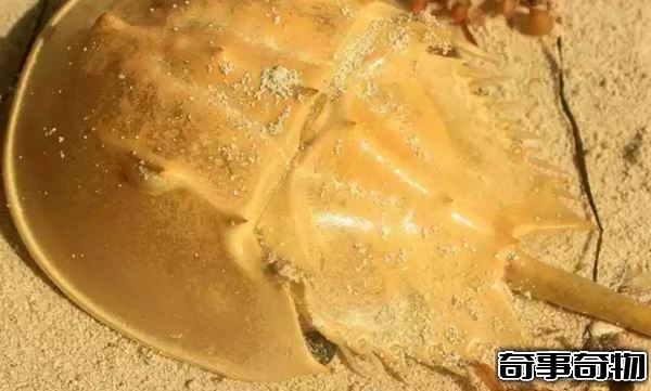 地球已知十大最古老的物種 第四堪稱活化石 第一氧氣貢獻者
