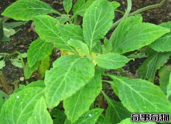 哪些植物一碰人就會死 生活中致人死亡的十大植物