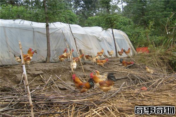雞的祖先真的是恐龍嗎 恐龍化石中提取蛋白質和雞相似