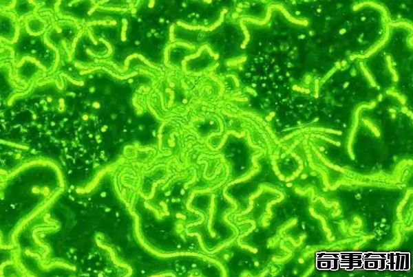 地球已知十大最古老的物種 第四堪稱活化石 第一氧氣貢獻者