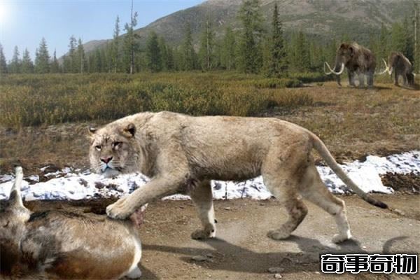 毀滅刃齒虎vs殘暴獅誰強 殘暴獅更強（史上最大貓科動物）