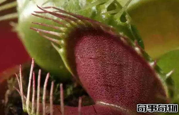 食肉植物有哪些 十大美麗又致命的食肉植物