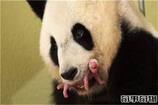 熊貓的祖先竟是強悍的肉食動物 后因生存競爭只能吃素