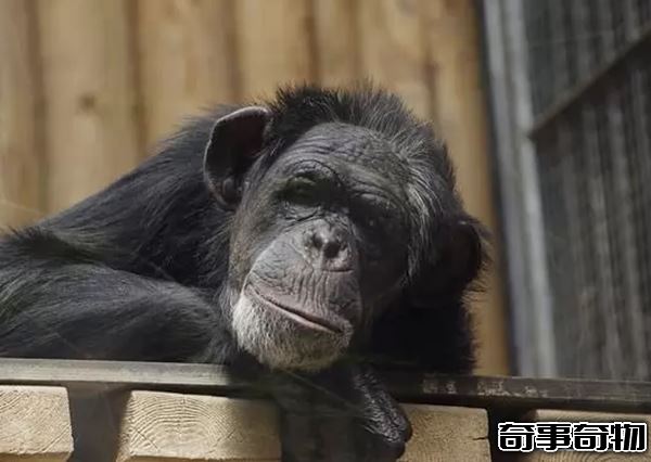 世界上什么動物最聰明 動物智商排名前10名