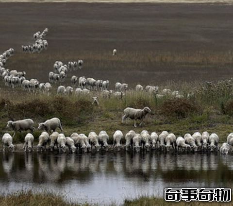時隱時現的神秘鬼湖 澳大利亞喬治湖 行蹤不定