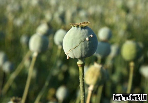 哪些植物一碰人就會死 生活中致人死亡的十大植物