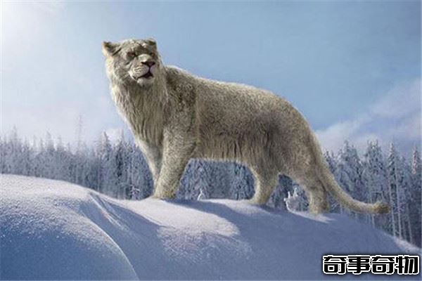 毀滅刃齒虎vs殘暴獅誰強 殘暴獅更強（史上最大貓科動物）