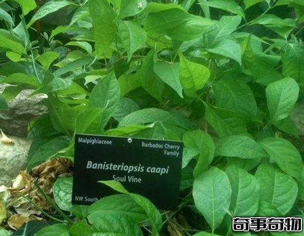 哪些植物一碰人就會死 生活中致人死亡的十大植物