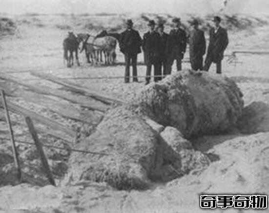 日本1977年海怪尸體事件 海怪真實圖片曝光真恐怖