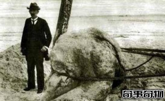 日本1977年海怪尸體事件 海怪真實圖片曝光真恐怖