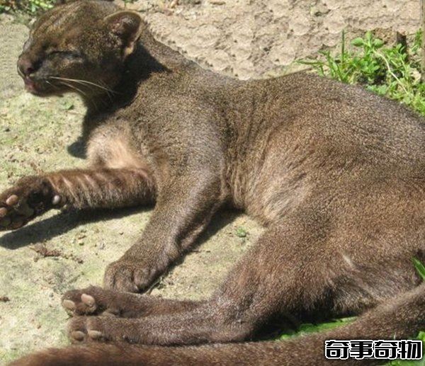 南美洲的動物有哪些 盤點南美洲的十大珍稀動物 附圖片
