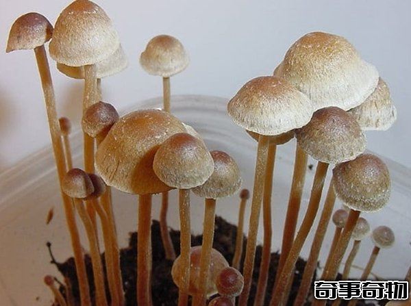 哪些植物一碰人就會死 生活中致人死亡的十大植物