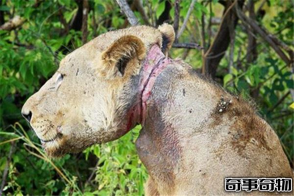毀滅刃齒虎vs殘暴獅誰強 殘暴獅更強（史上最大貓科動物）