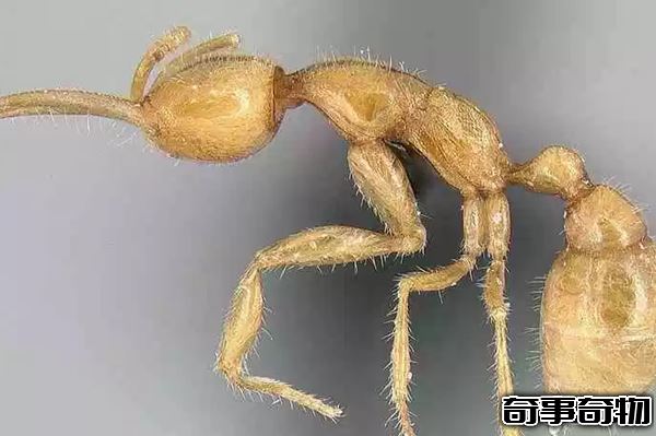 地球已知十大最古老的物種 第四堪稱活化石 第一氧氣貢獻者