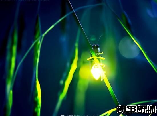 科學揭秘生物發光之謎 螢火蟲為求偶而發光 化學反應