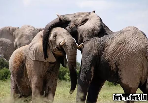 世界上什么動物最聰明 動物智商排名前10名