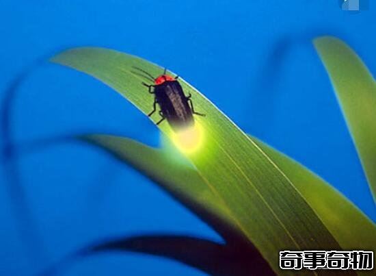 科學揭秘生物發光之謎 螢火蟲為求偶而發光 化學反應