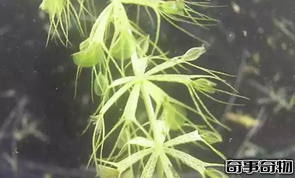 食肉植物有哪些 十大美麗又致命的食肉植物