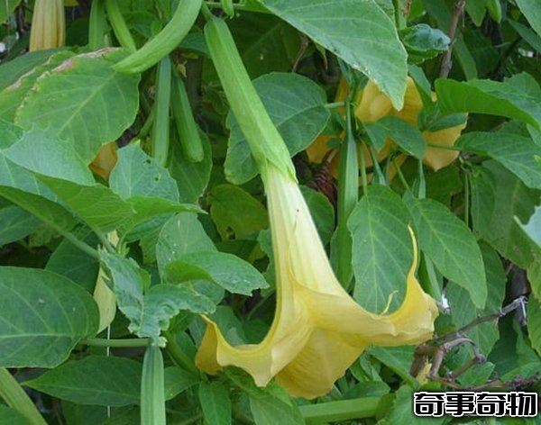 哪些植物一碰人就會死 生活中致人死亡的十大植物