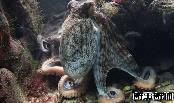 世界上什么動物最聰明 動物智商排名前10名